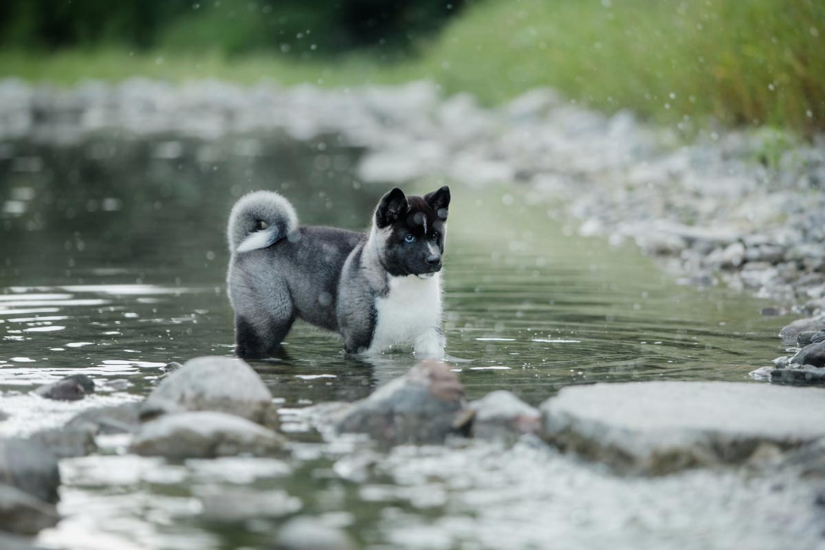 akita